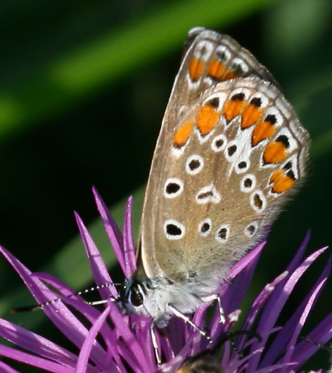 determinazione Lycaenidae